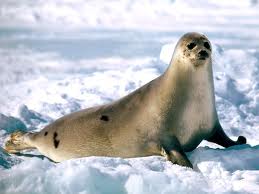 seal1.jpg